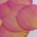 12pcs Real Pressed Dried Flower Rose Petals Scrapbooking Embellishments Pink