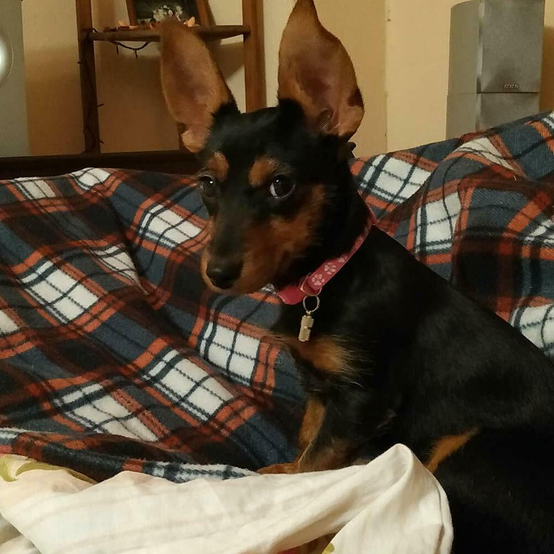 Anti-Lost Pet Dog Cat Puppy ID Address Name Label Tag Barrel Tube Collar Metal*1