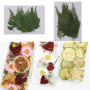 12Pcs Pressed Dried Fern Leaves Plant Herbarium DIY Arts Crafts Scrapbooking