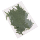 50 Pieces Long Real Pressed Leaves Dried Flower Embellishments for Card Making