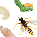 Lot of 4 Nature Wasp Growth Cycle Child Education Learning Teaching Toys