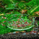 Aquarium Fish Tank Clear Acrylic Shrimp Feeding Food Dish Feeder Tray Container
