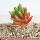 Set of 2 Artificial Succulent Flower Real Touch Simulation Faux Plant 309