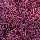 50 Pcs Soft Red Earthworm Fishing Bait Worm Lures Crankbaits Hooks Tackle Baits