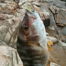 Fishy Smell Soft Prawn Shrimp Fishing Lure Bass Fishing