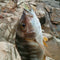 Fishy Smell Soft Prawn Shrimp Fishing Lure Bass Fishing